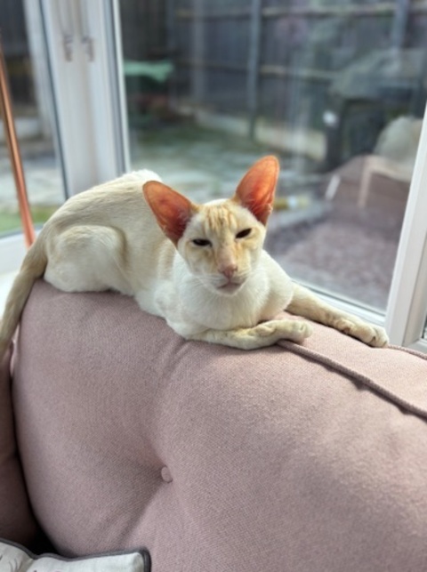 My Cat